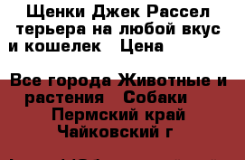 Щенки Джек Рассел терьера на любой вкус и кошелек › Цена ­ 13 000 - Все города Животные и растения » Собаки   . Пермский край,Чайковский г.